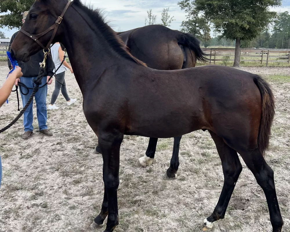 Cuhullen received a 9 for conformation / type at his foal inspection.