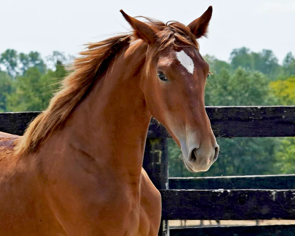 Cerulean Frankly Scarlett, Purebred ID Filly, 2023