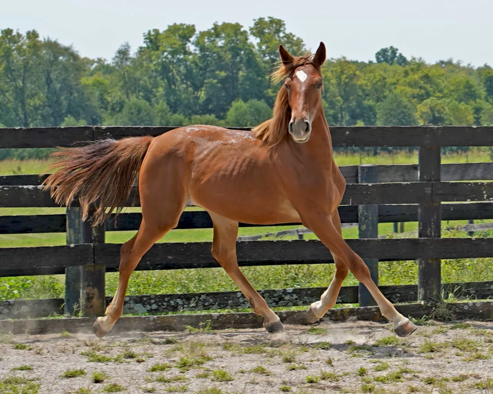 Cerulean Frankly Scarlett, Purebred ID Filly, 2023