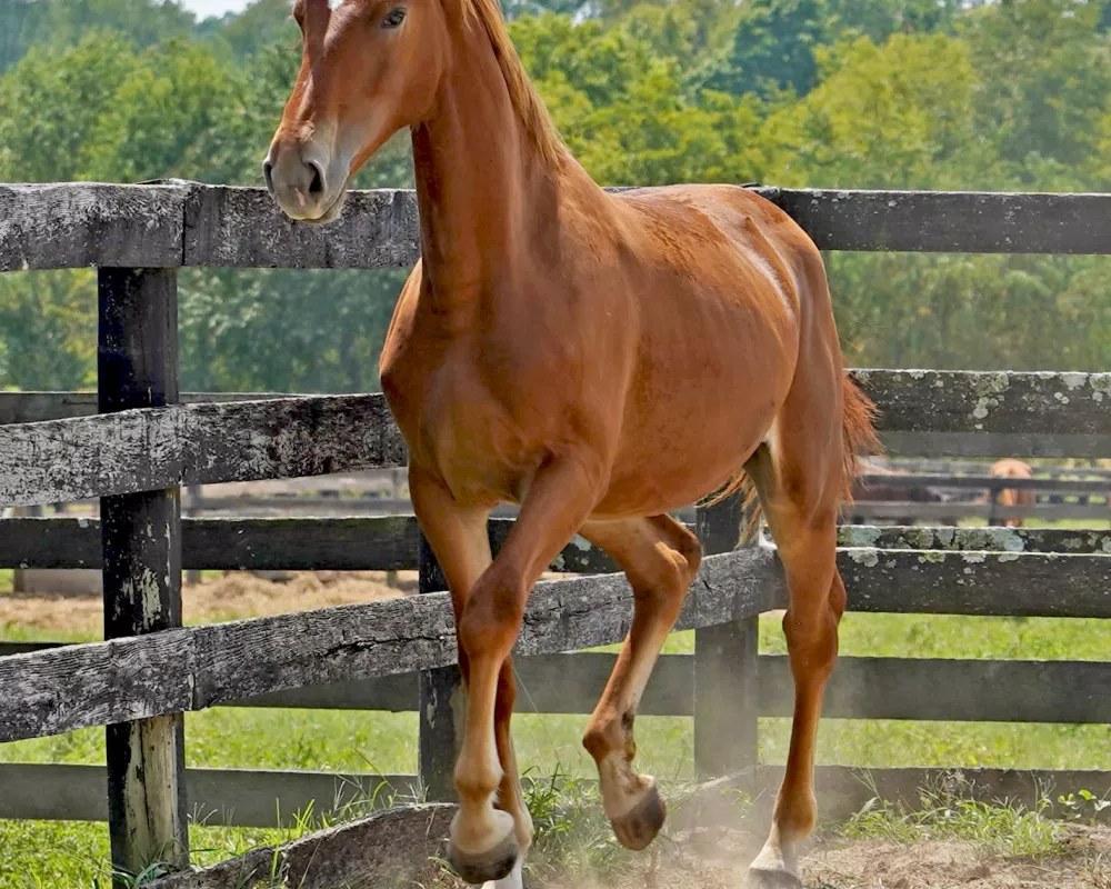 Cerulean Frankly Scarlett, Purebred ID Filly, 2023