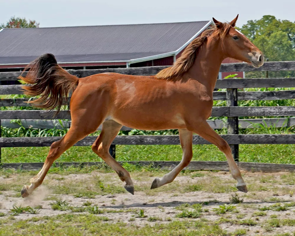 Cerulean Frankly Scarlett, Purebred ID Filly, 2023