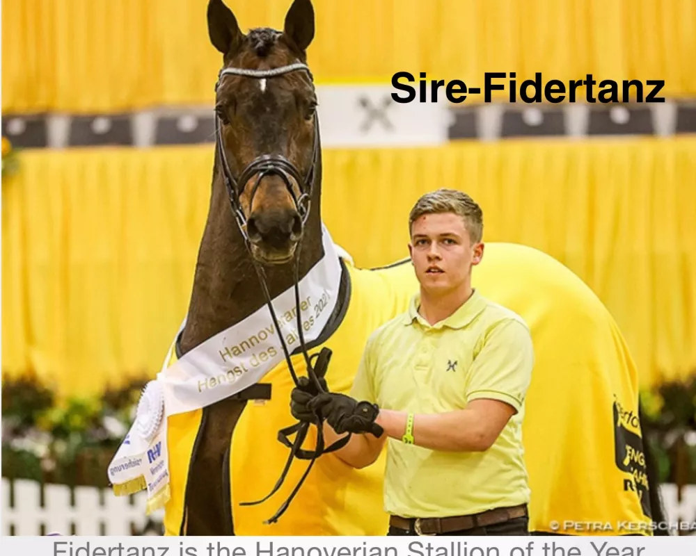 Sire- Fidertanz Stallion of the Year 2021