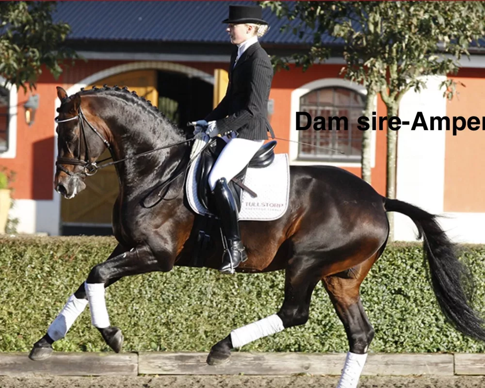 Dam sire- Ampere