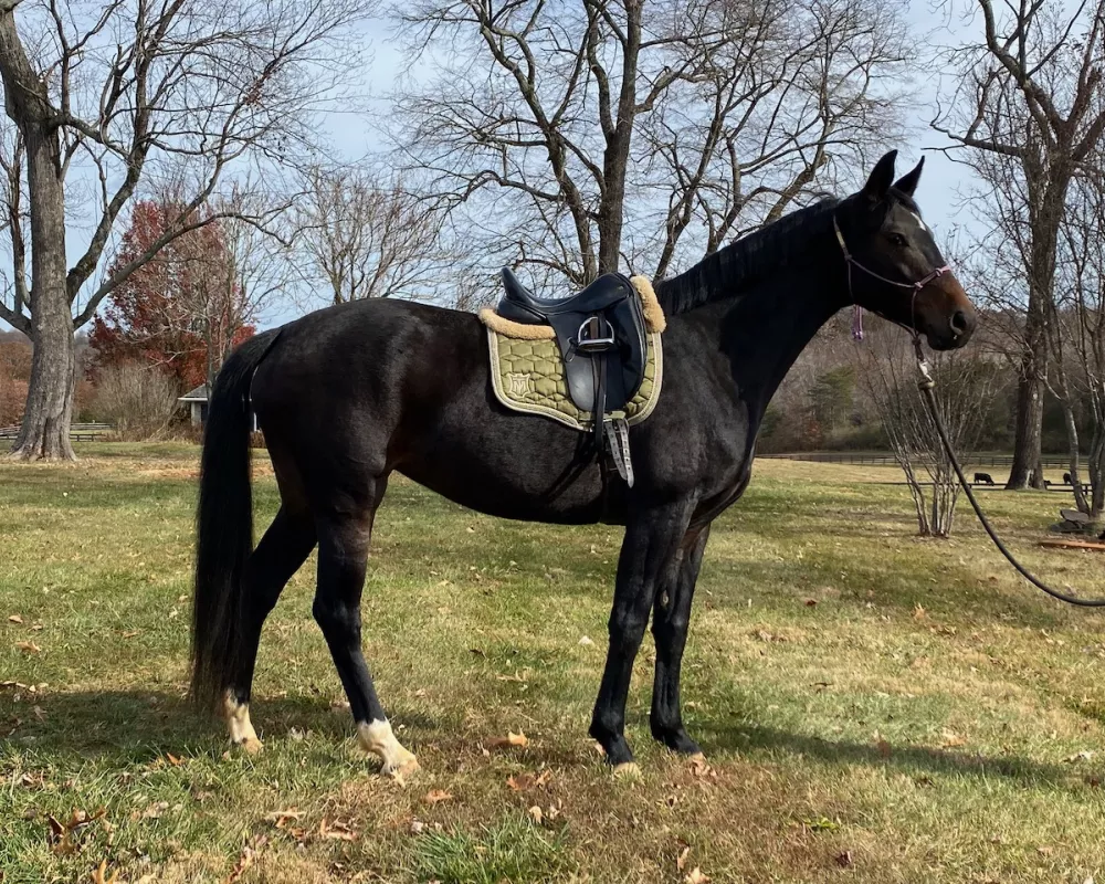 Noir under saddle