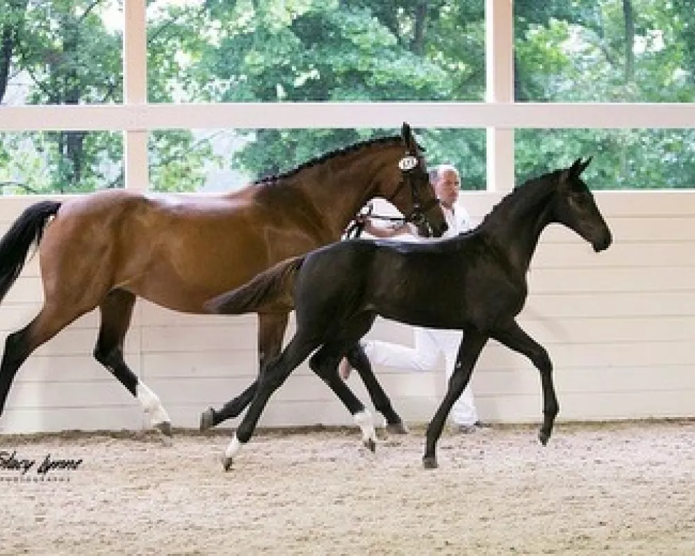 Mattie at her inspection 