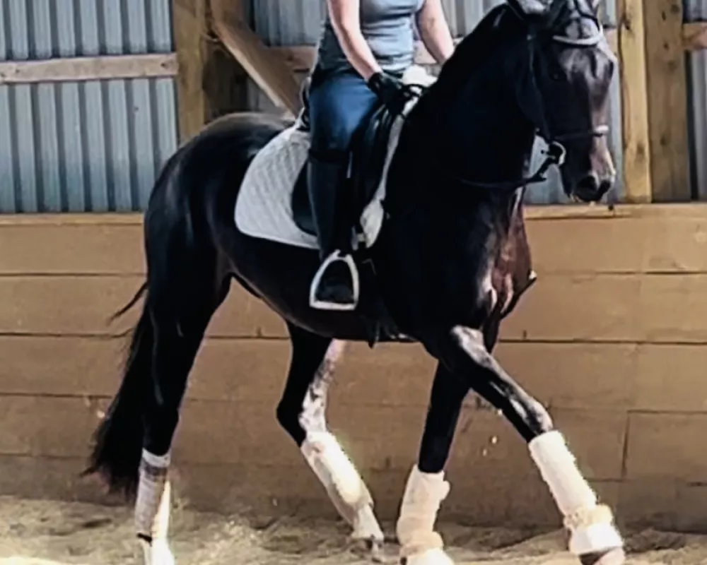 4 yr old trot