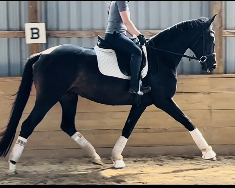 4 yr old trot