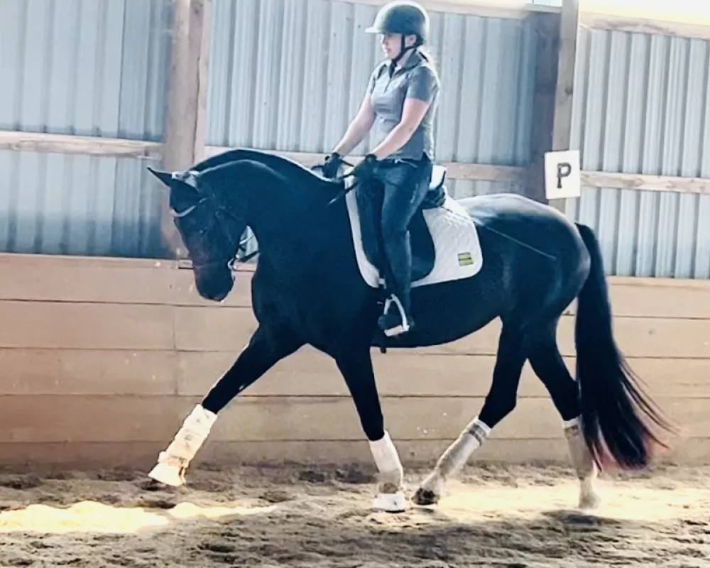 4 yr old trot