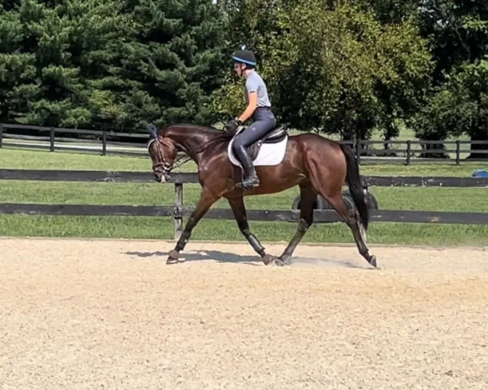 Joey dressage