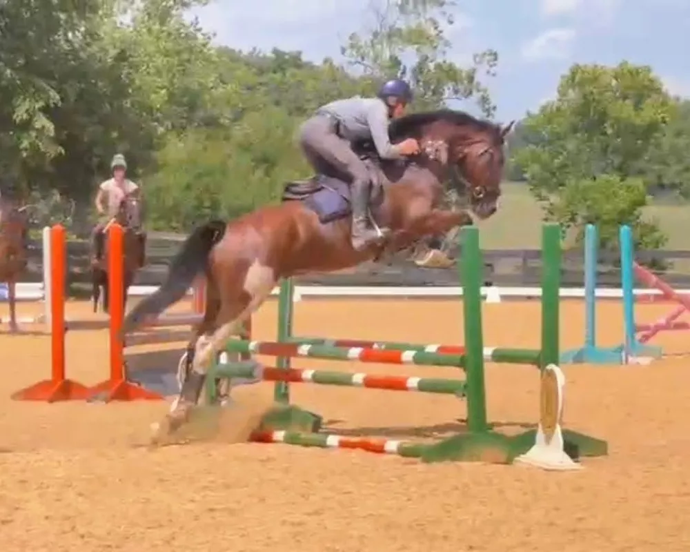 Lambo green oxer