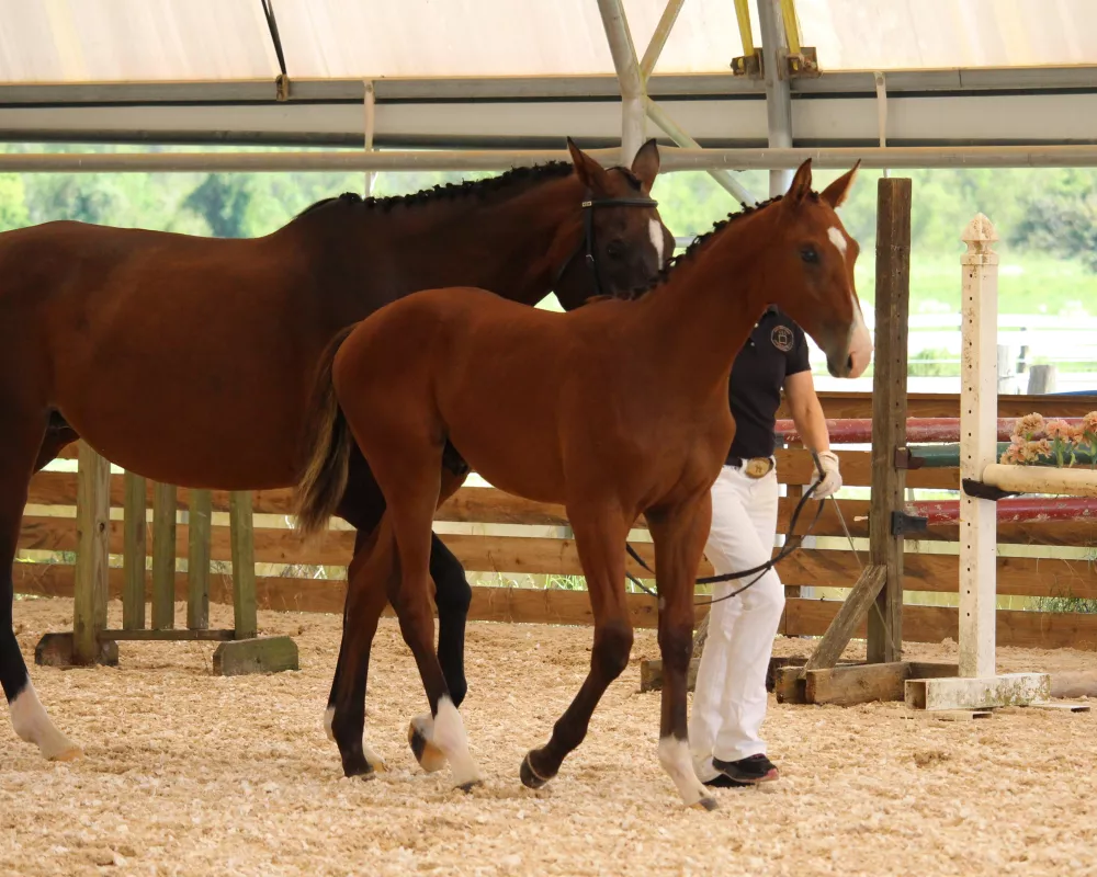 walking at inspection