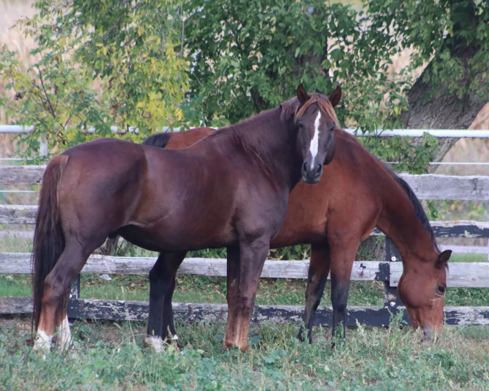 Sire:  Blackshires Brohdi (HangOn Johnny RID)