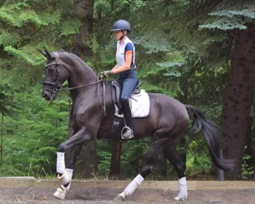 Gorgeous solid Intermediate 1 mare