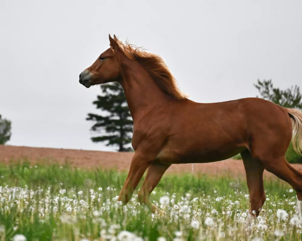 Vixen as yearling