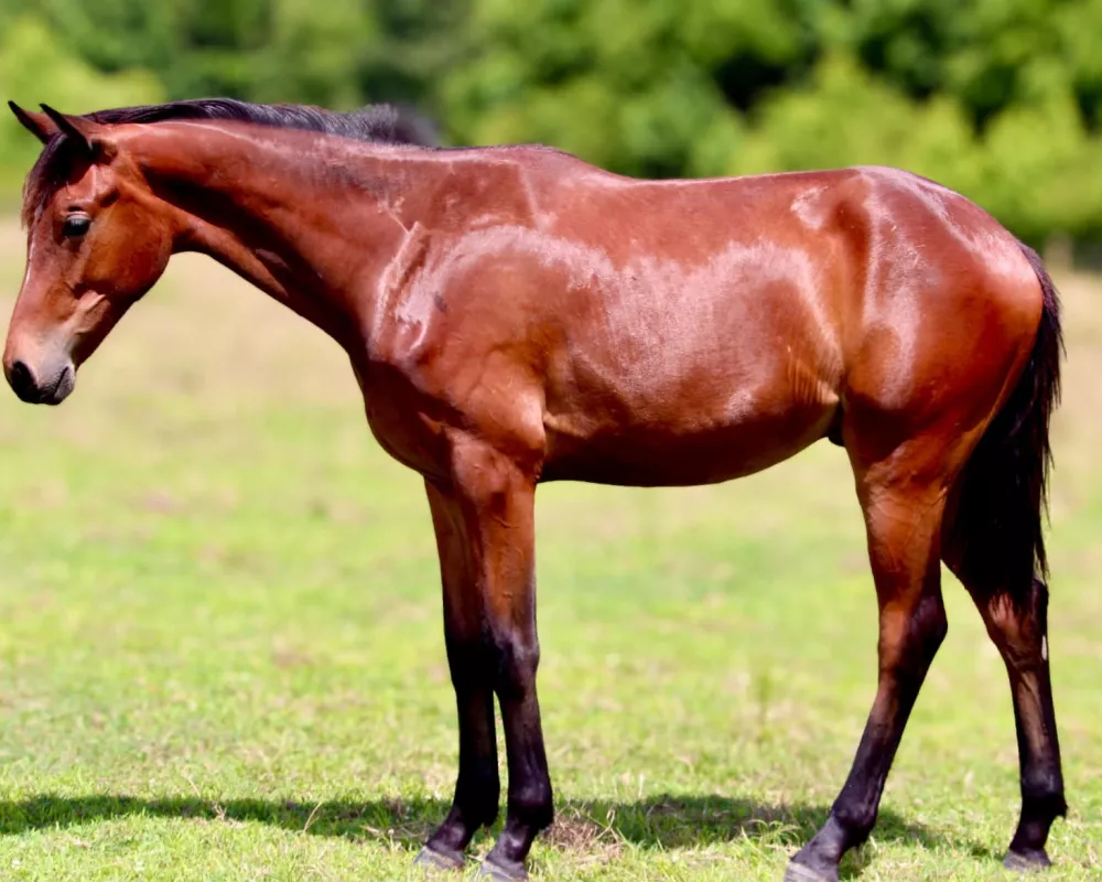 Yearling photo