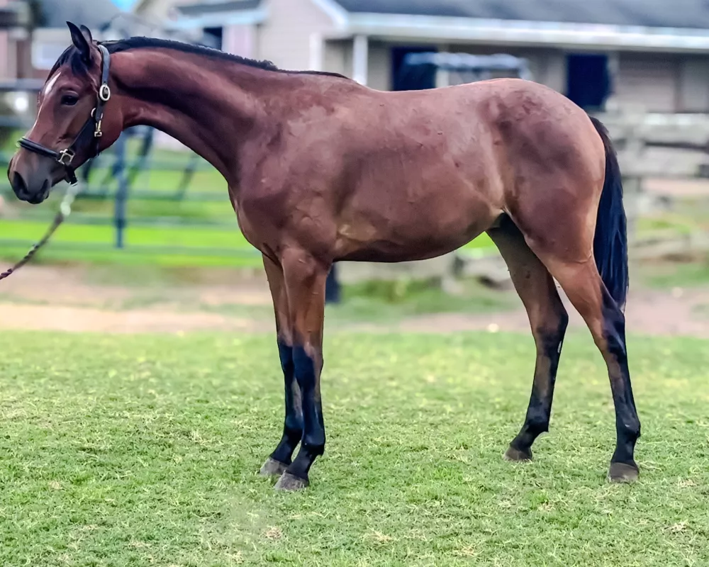 yearling photo