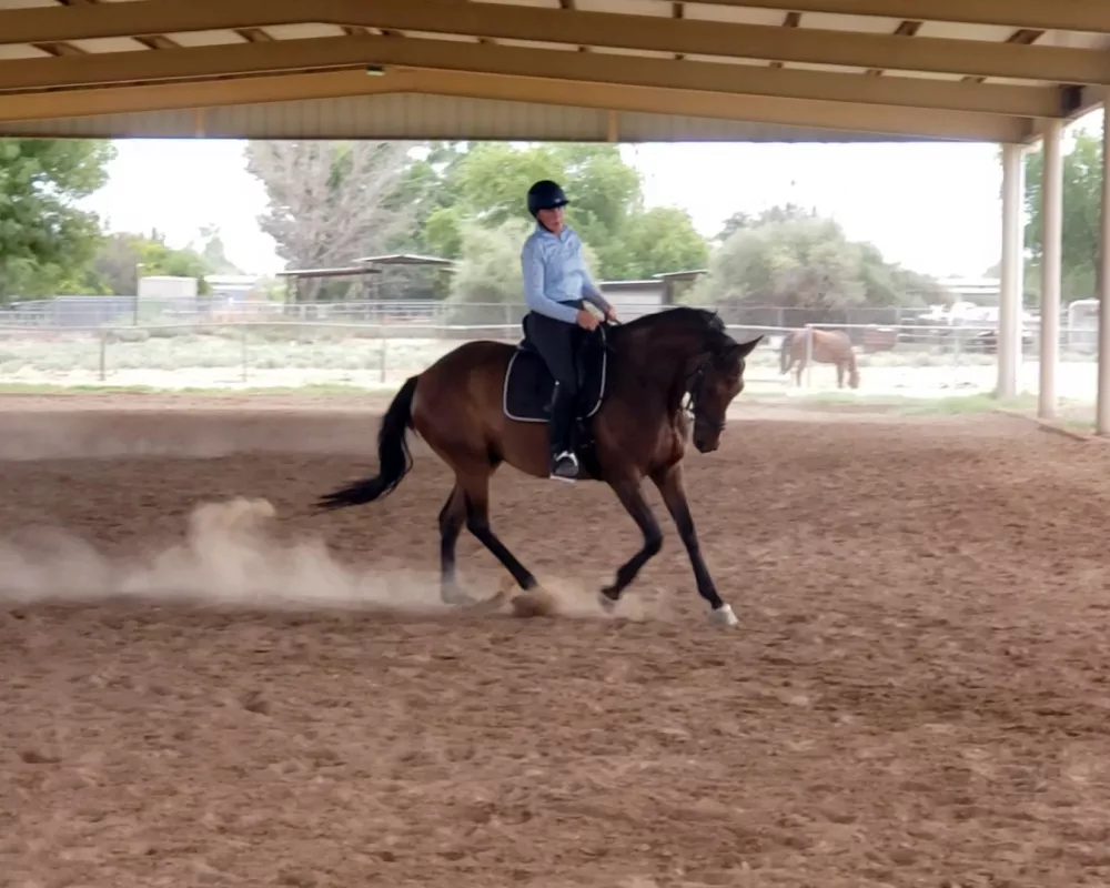 Horse cantering