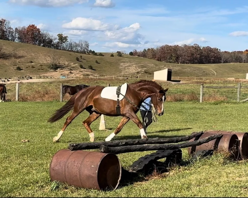 Felizio lunge trot 1