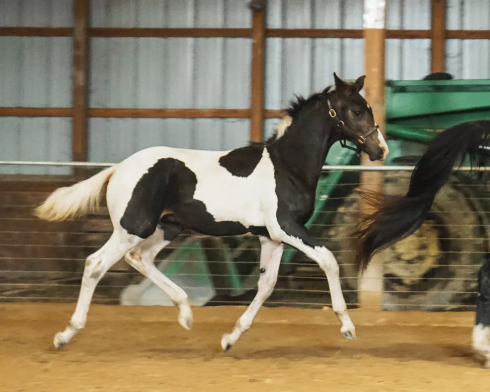 Guerrero trot