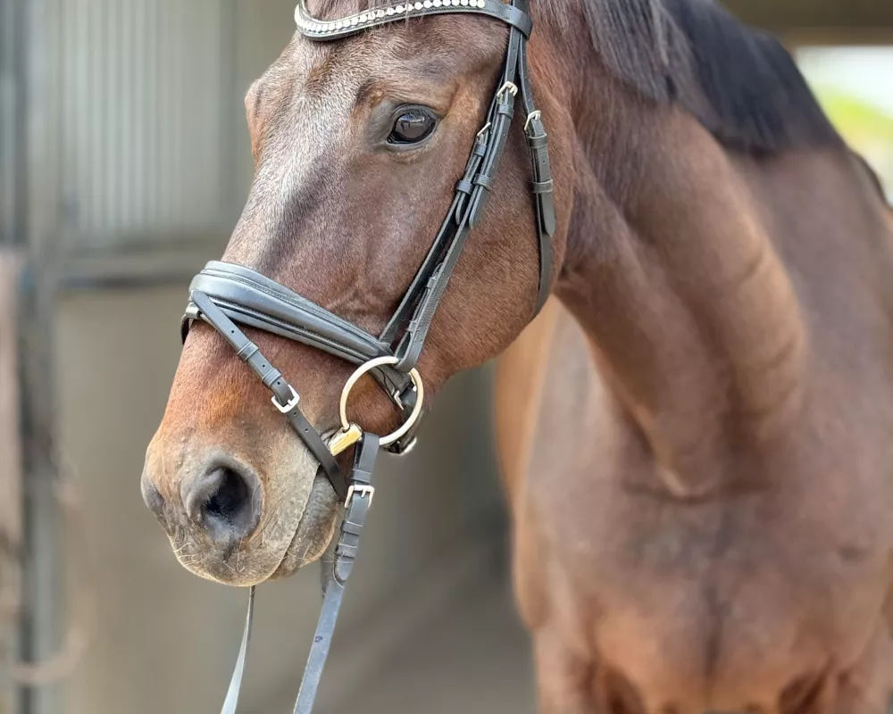 Horse headshot