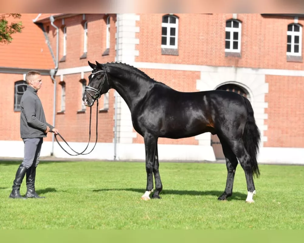 Sire Furst Bellisaro