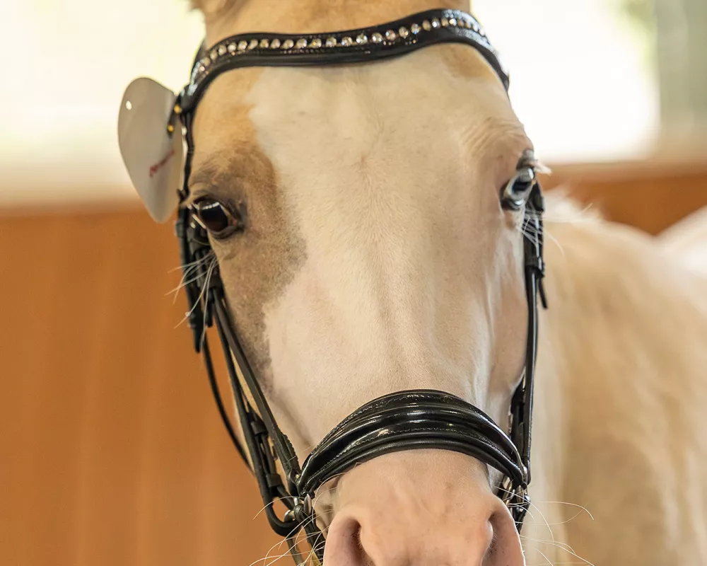 Germania at Avalon Breed show 2024. Photo by Michelle Morgenstern