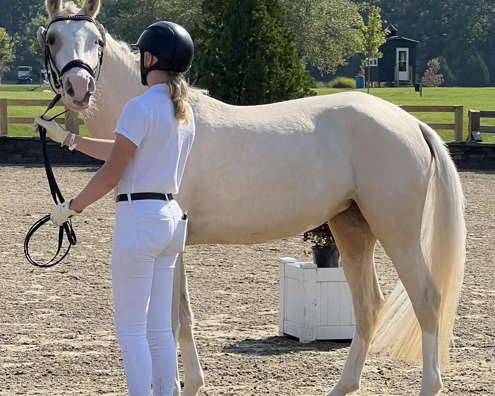 Germania at NE Regional Breed Series Saugerties 2024. Photo by spotted vision