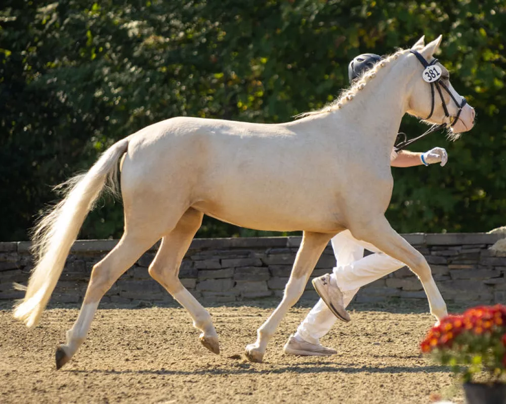 Germania at NE Regional Breed Series Saugerties 2024. Photo by spotted vision.