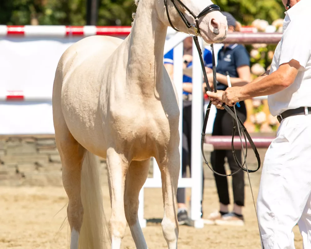 Germania at NE Regional Breed Series Saugerties 2024. photo by spotted vision