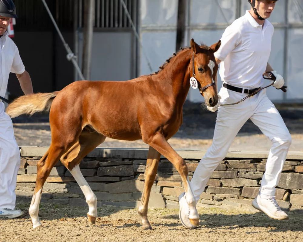 NEDABreed2024scored80, champion pony colt. Photo by spotted vision