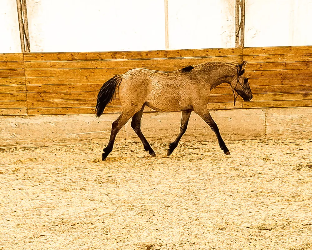 Steamy chai trotting in arena