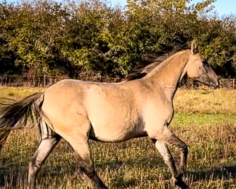 steamy chai canter in field