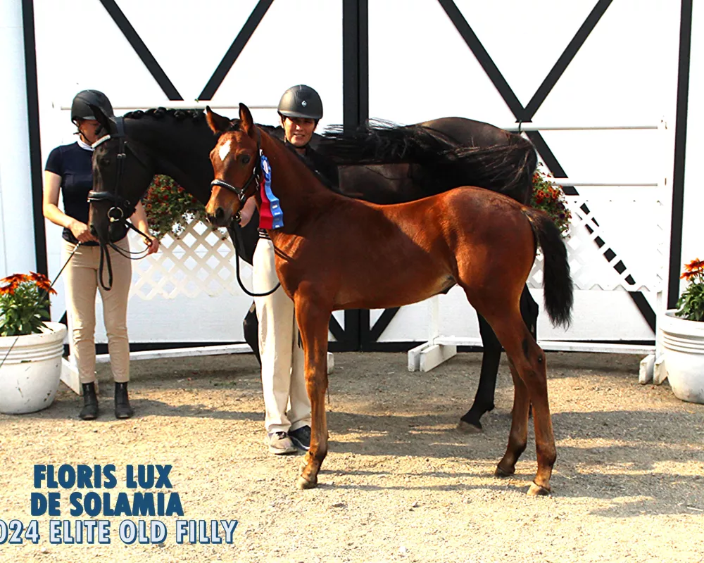 2024 Elite GOV Filly - Floris Lux de Solamia