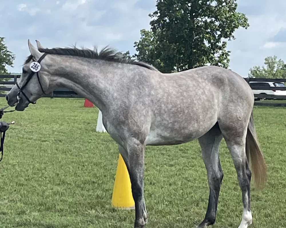 First place at Future Event Horse Show