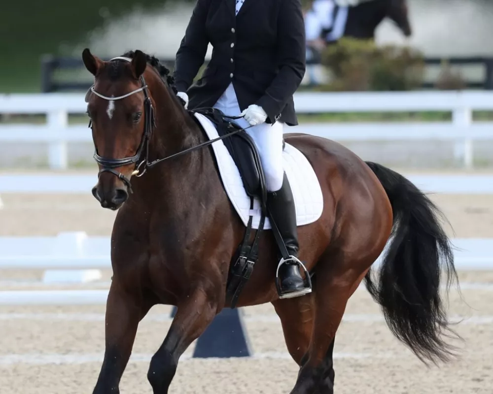 Canter, ridden at show