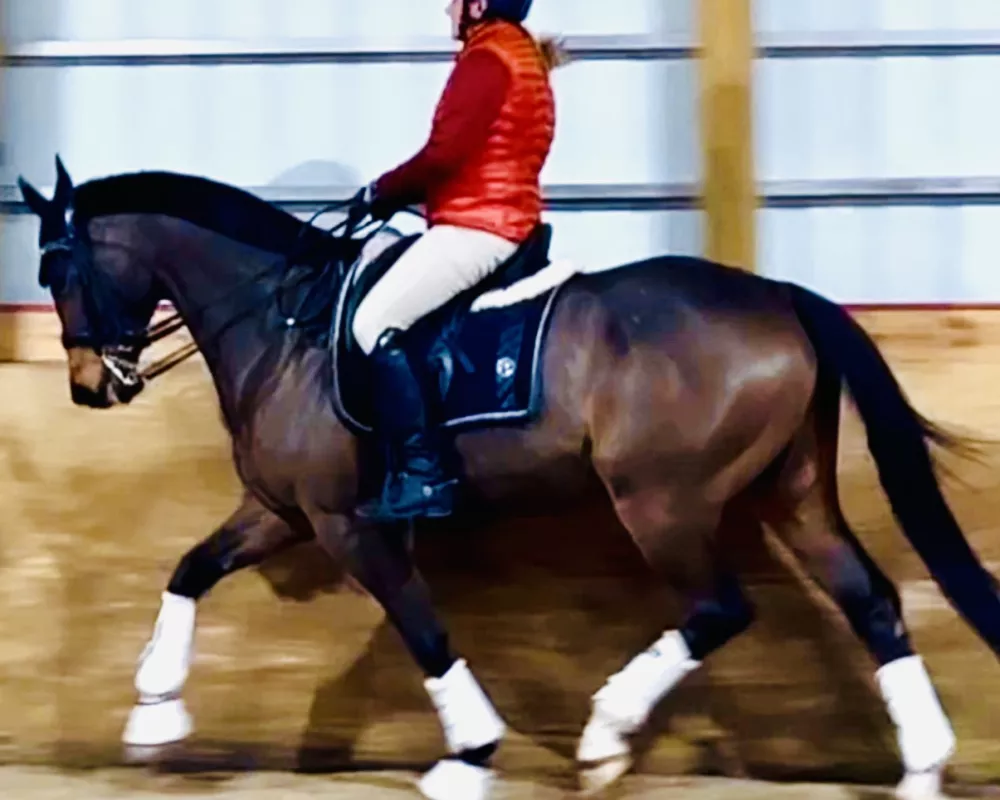 He feels so comfortable and confident to ride. Check him out! 