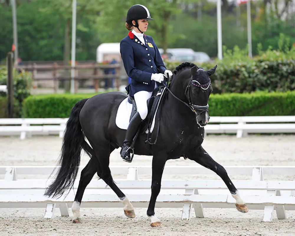 Sire: Rembrandt DDH 
