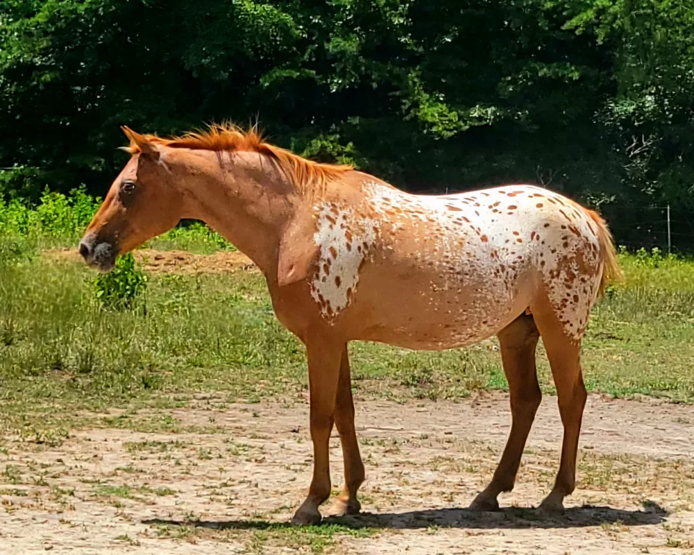 Chestnut blanket mare standing straight to the left in field.