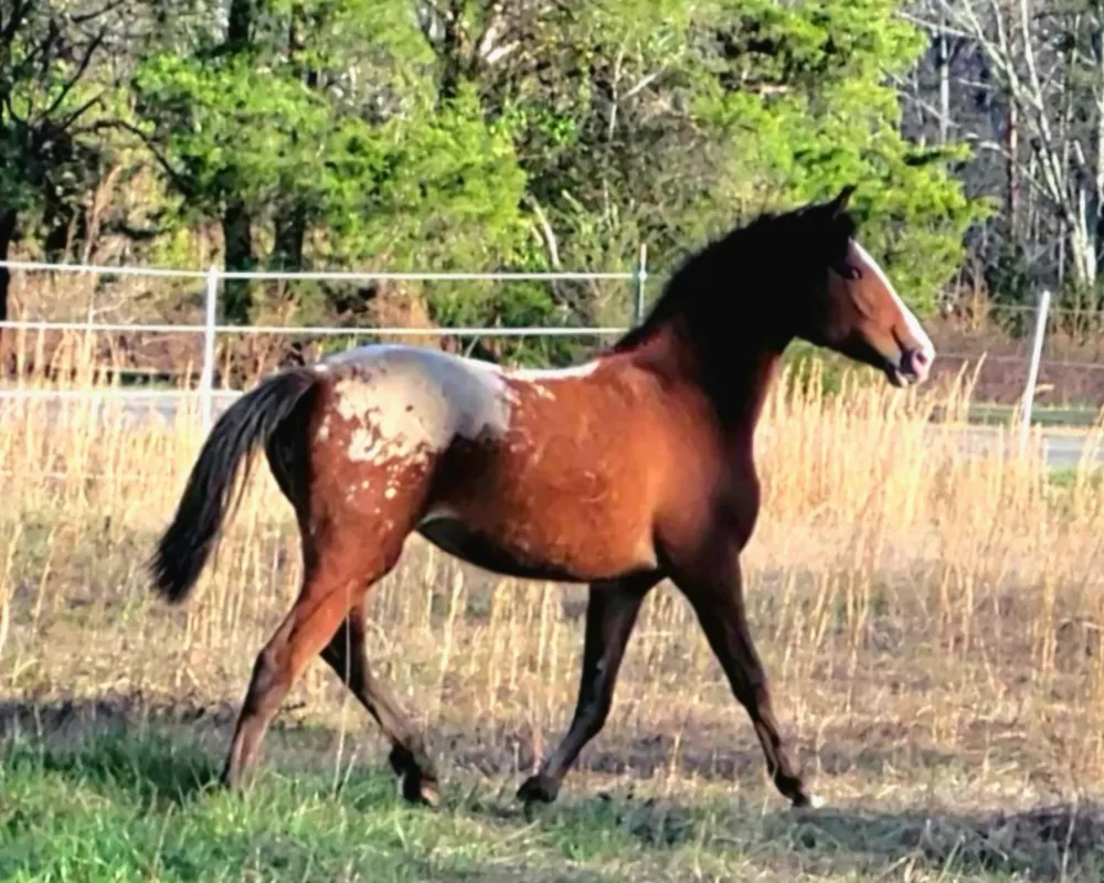 Bay Snowcap filly trot to the right in field.