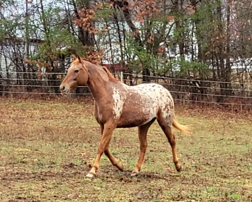 Blanket Chestnut trots left up field.