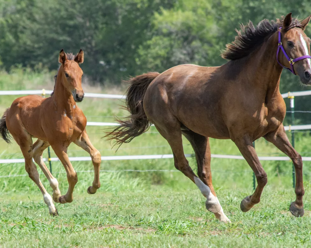 Sophie with her KWPN foal Upbeat RSF