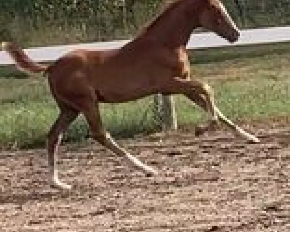 Canter picture