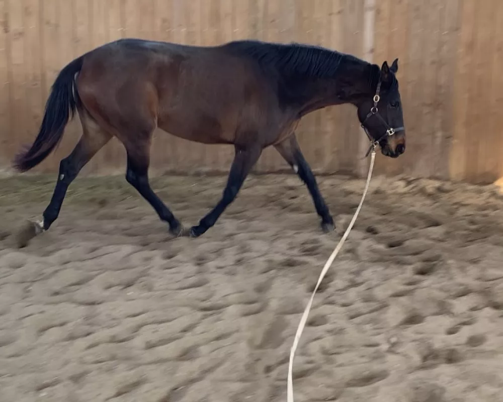 Bay Oldenburg mare trotting