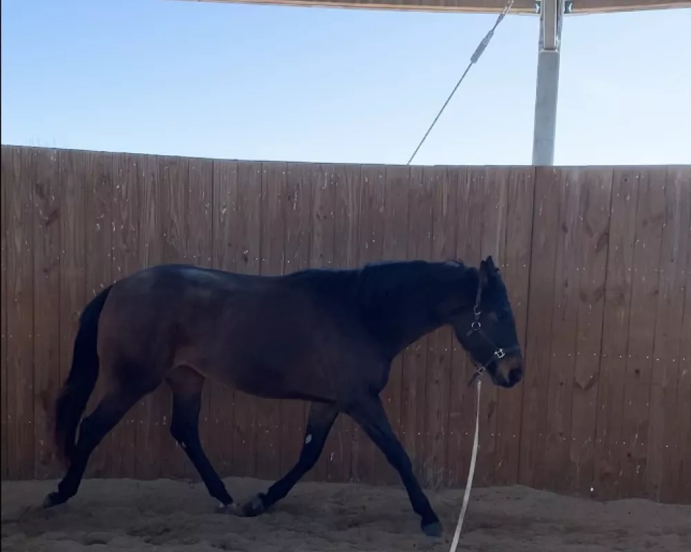 Bay Oldenburg mare trotting