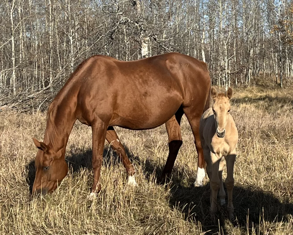 Dam and Arpina a few days old