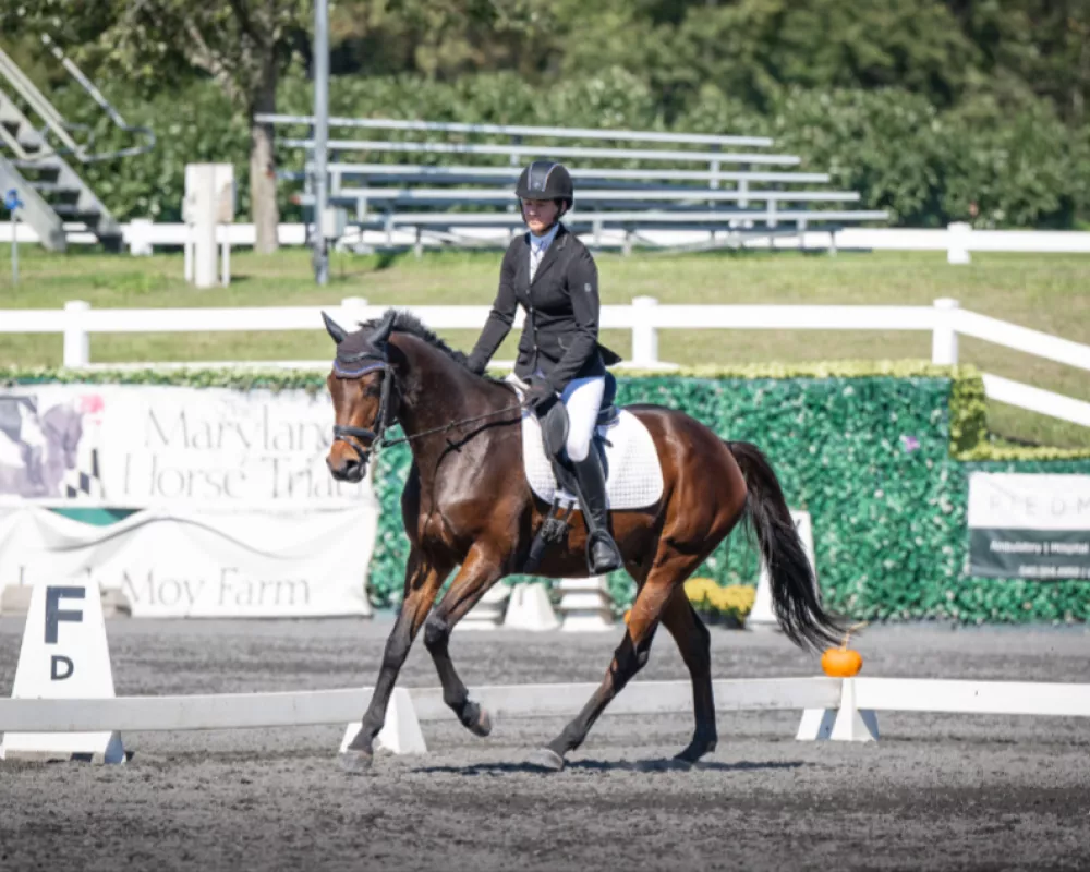 Joey Loch Moy dressage