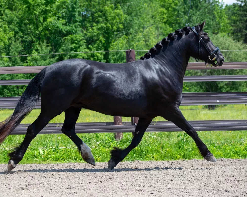 free trot