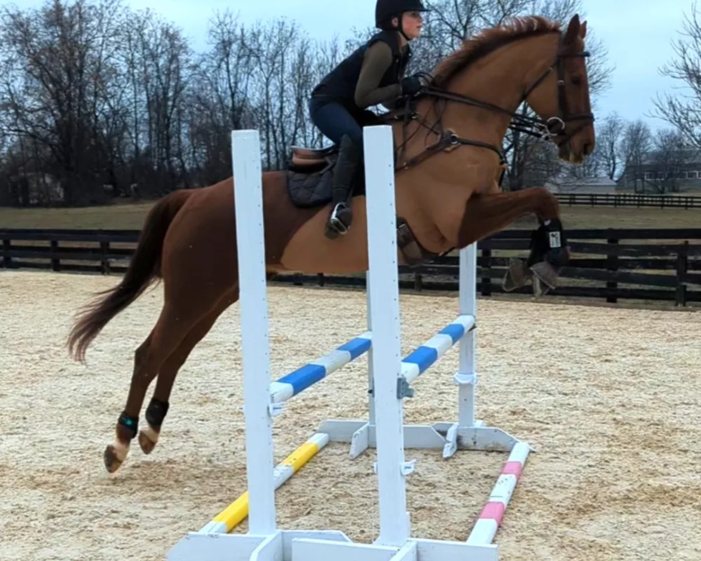 Beau outdoor oxer