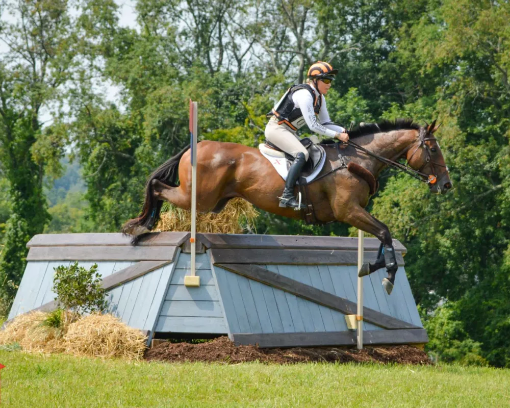 Dam Exmoor Xandy Z (Cevin Z x Big Sink Hope) 