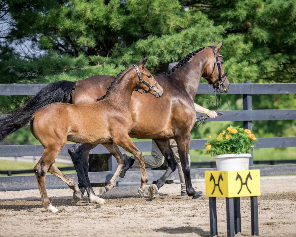 Danika Beltano 2023 Gold Medal Filly